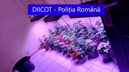 Mai multe culturi de cannabis „indoor” și „outdoor”, descoperite de polițiștii ploieșteni. Percheziții în trei județe (FOTO, VIDEO)