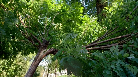 Primarii de sectoare sar la gâtul lui Nicușor Dan. Radu Mihaiu: „Ne cad copacii în cap”