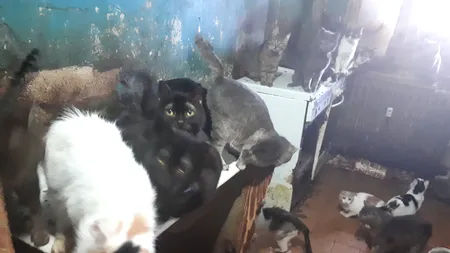 Poliția Animalelor a salvat 41 pisici ținute ani de zile în bucătăria unui apartament din Capitală - FOTO, VIDEO