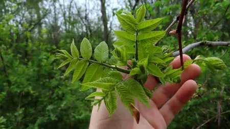 COPACUL „toxic” de evitat în grădină. Poate contamina grav plantele din curte și afectează structura caselor din apropiere