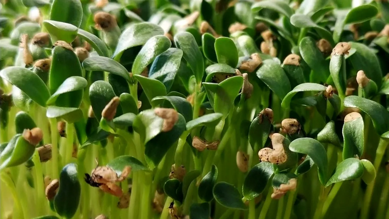 Planta care scade nivelul colesterolului şi valoarea glicemiei din sânge. Se recomandă o singură linguriţă, pe stomacul gol