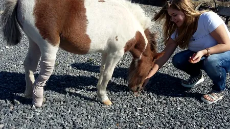 Trei medici pediatri români au ajutat un ponei să meargă normal. Gestul care a impresionat pe toată lumea. VIDEO și GALERIE FOTO