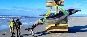 BALENĂ cu dinți-spadă, cea mai rară specie din lume, eșuată pe o plajă din Noua Zeelandă/Niciodată nu a fost văzută în viață