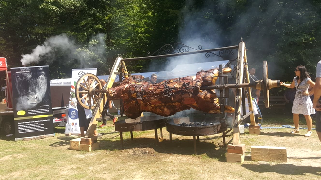 Taur de aproape două tone, gătit la proțap în Sibiu