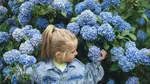 Cum se îngrijesc hortensiile în iulie. Ce trebuie să faci pentru o a doua înflorire