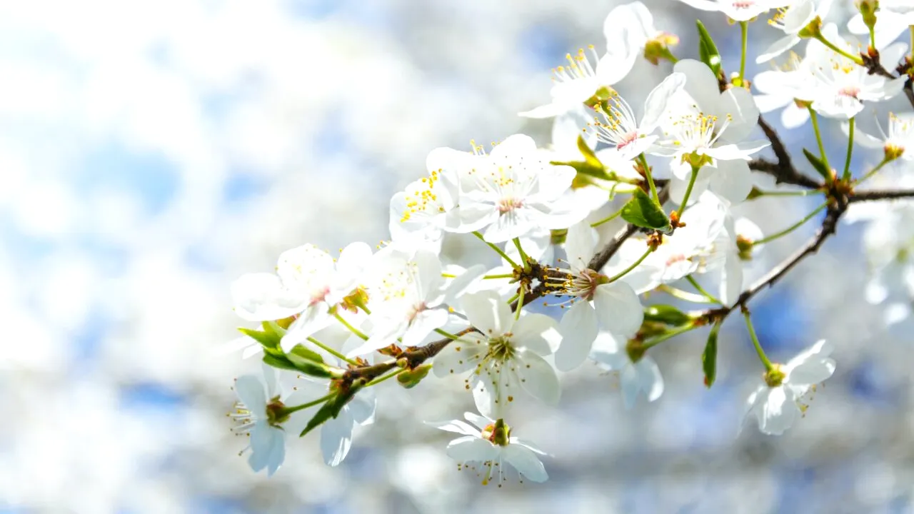 Când vine primăvara în România. Meteorologii anunță temperaturi istorice în următoarea perioadă