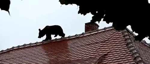 Raport MAI: Șeful Poliției Sibiu a ordonat ca ursul să fie lovit cu mașina 