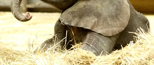 Premieră la o grădină zoologică din Austria. O femelă elefant a rămas însărcinată printr-o procedură revoluționară