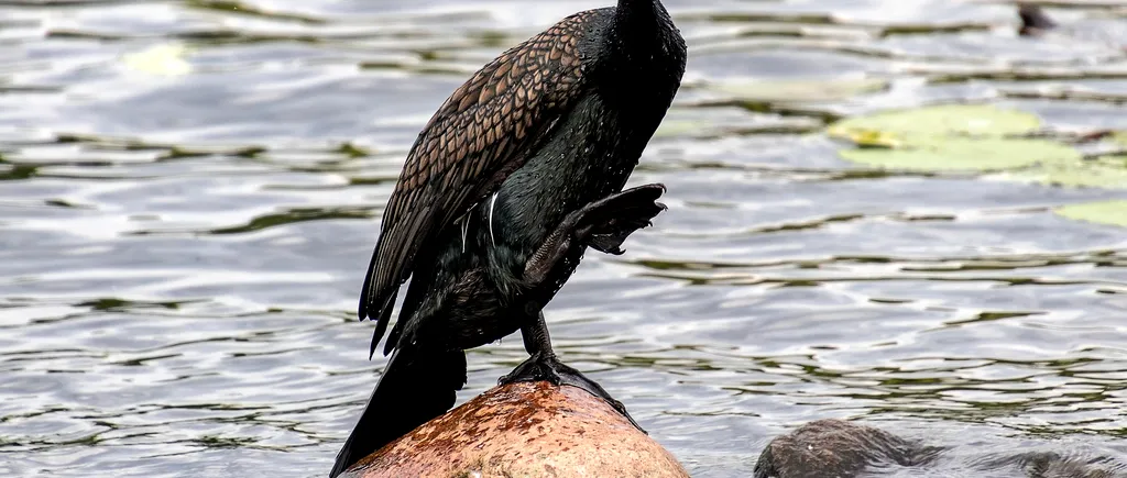 DECIZIE. Cormoranul mare, eliminat din categoria păsărilor interzise vânătorii. Ce spune Societatea Ornitologică Română