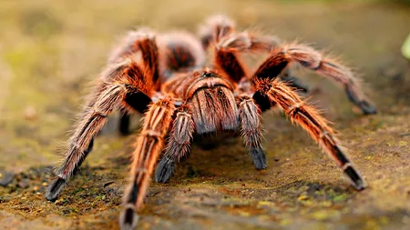 Filmul care te scapă de arahnofobie, frica de păianjeni. Ce au descoperit cercetătorii