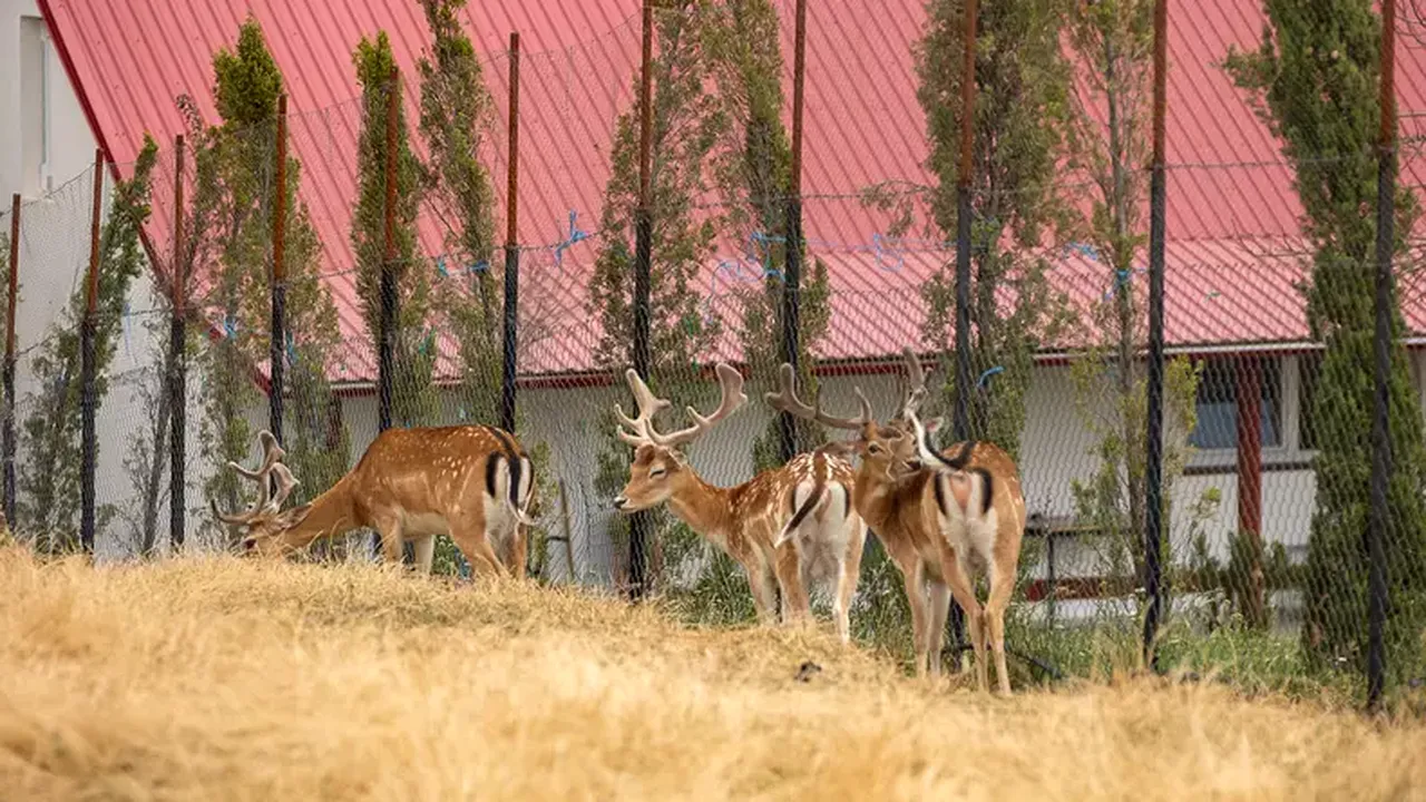 Grădina zoologică a lui Viorel Pașca. Bihoreanul deține ilegal zeci de căprioare, despre care susține că sunt „terapie pentru bolnavi”