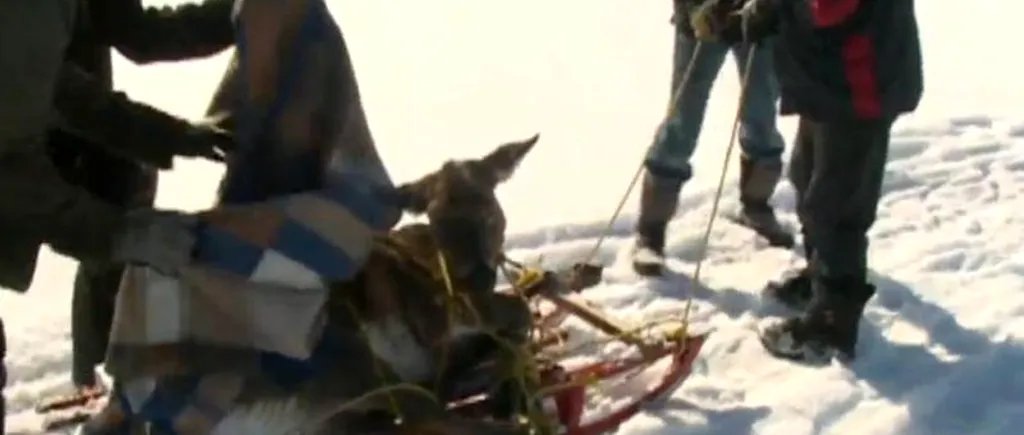 O căprioară îngropată în zăpadă, salvată de câțiva localnici curajoși