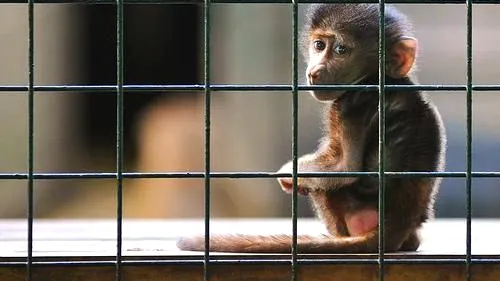 Animalele „în surplus” din grădinile zoologice ar putea fi sacrificate, vânate și folosite pentru circ. Doi deputați români propun modificarea legislației