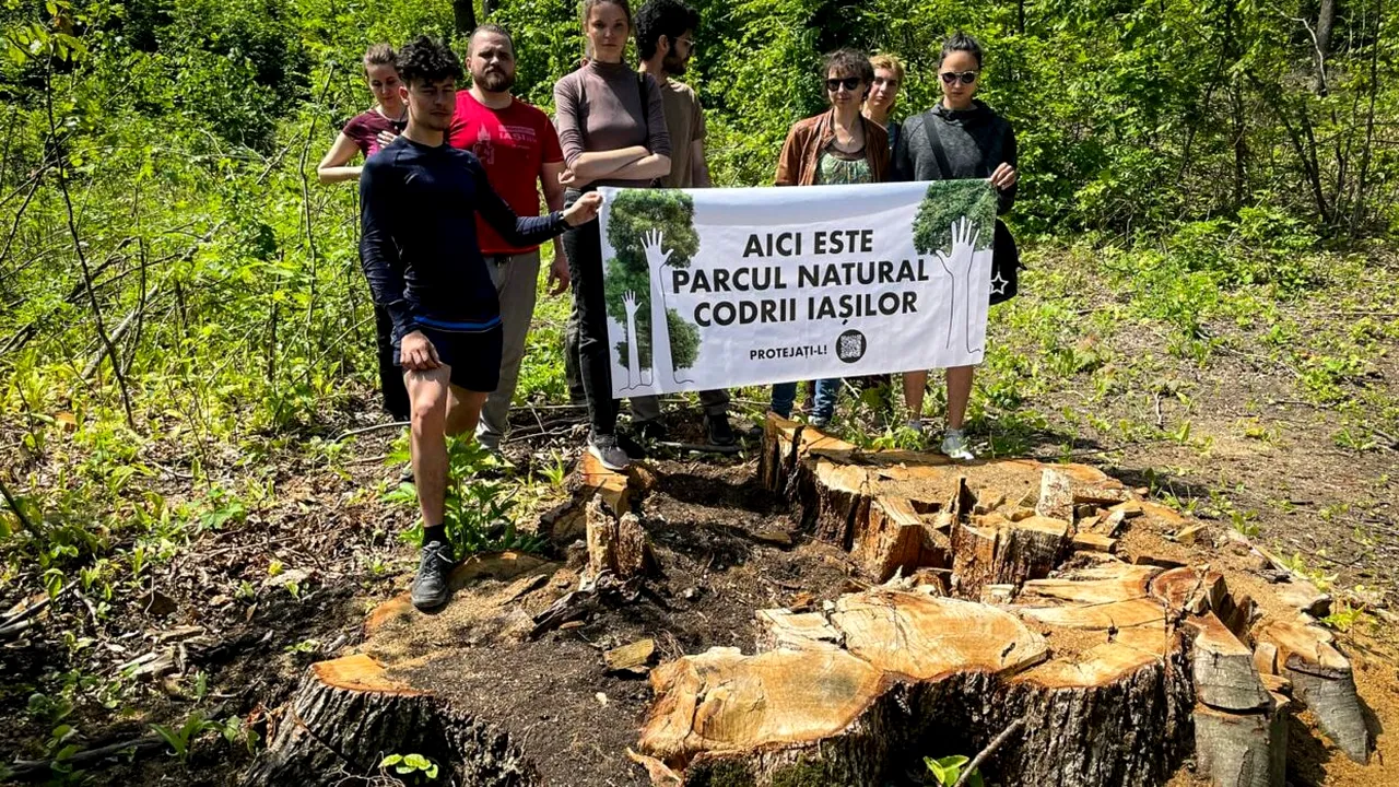 Arbore bătrân de 300 de ani, TĂIAT pentru lemn de foc / Marş pentru protejarea pădurilor, organizat la Iaşi