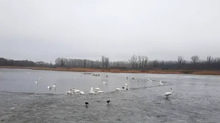 E focar de gripă aviară în Bârlad. Patru lebede, găsite moarte pe un lac