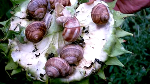 Carnea de melc, afacerea surpriză a României. Exporturile au depășit 20 mil. euro și sunt de patru ori mai mari decât importurile. Unde merg melcii românești