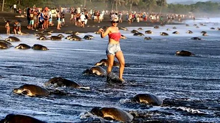 Biologii sunt revoltați. Ce a făcut un grup de turiști pe o plajă pe care sute de mii de broaște țestoase depun ouă