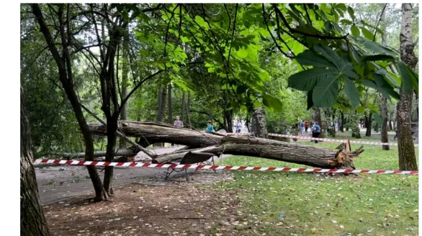 Incident șocant în Parcul IOR din Capitală. Femeie RĂNITĂ după ce un copac s-a prăbușit peste banca pe care stătea. Anunțul făcut de ISU București