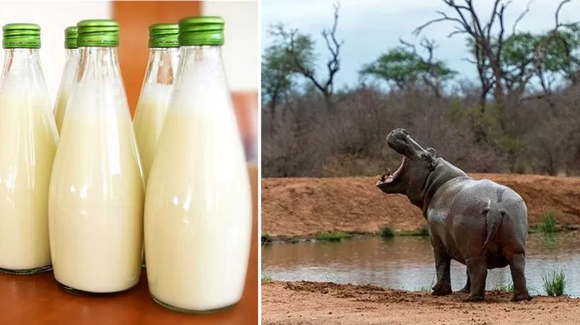Ce culoare are, de fapt, laptele de hipopotam? Răspunsul pe care puțini știu să îl dea