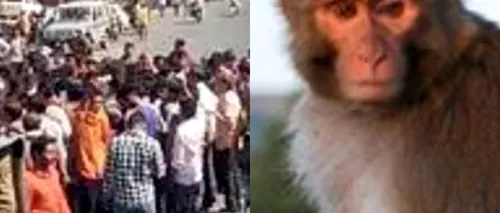 Localnicii dintr-un oraș indian au ieșit în stradă, după ce o maimuță a ucis un bărbat și a rănit alte zece persoane