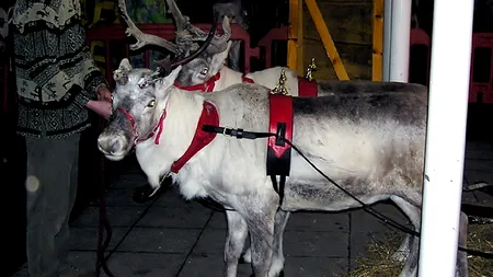 Rusia va avea echipe de salvare dotate cu reni, cămile și măgari