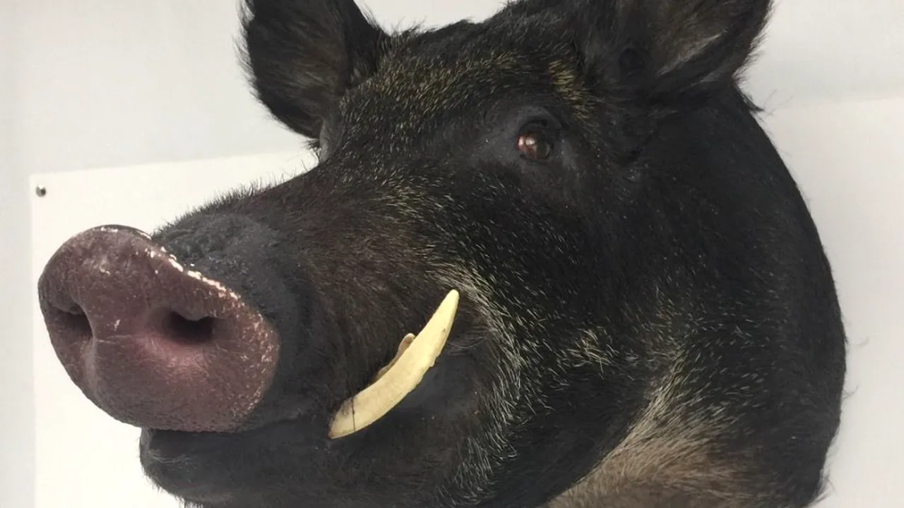 Mistrețul cu colți de arginți