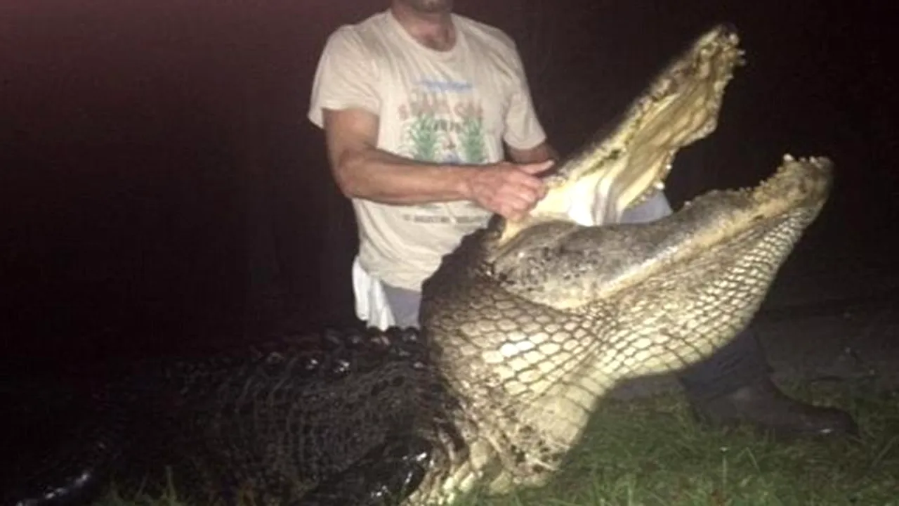 Un american a capturat un aligator uriaș, dar nu a reușit să doboare recordul statului Florida
