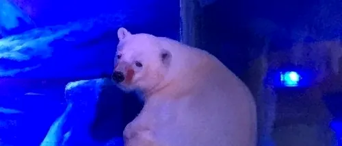 ''Cel mai trist urs polar din lume'' așteaptă să fie salvat. Un VIDEO sfâșietor