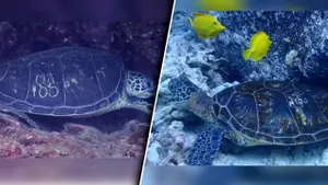 Motivul pentru care carapacea țestoaselor marine din Hawaii sunt gravate cu litere și cifre de către oamenii de știință