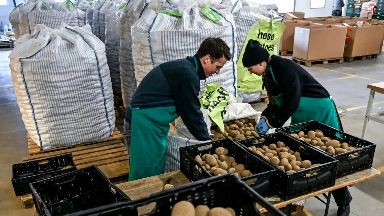 Cartofi gratis la Berlin: Cum încearcă fermierii germani să „scape“ de cea mai mare recoltă din ultimii 25 de ani