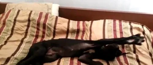 De pe Internet adunate: Reacția amuzantă a unui câine atunci când stăpânul îi spune să se trezească