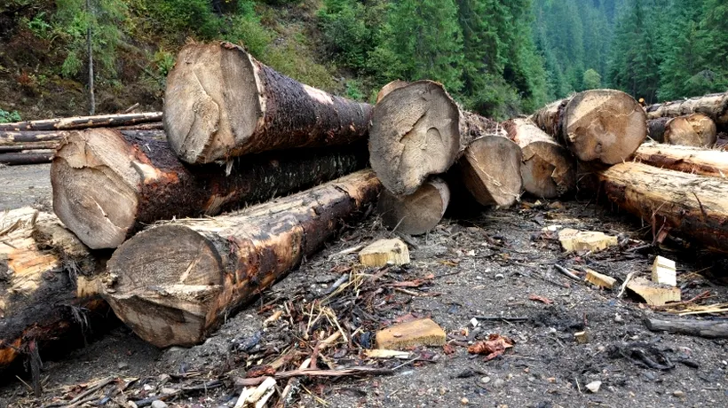 Cum a ajuns să dispară metru cu metru pădurea unei comune din Bistrița, în timp ce autoritățile dau vina unele pe altele