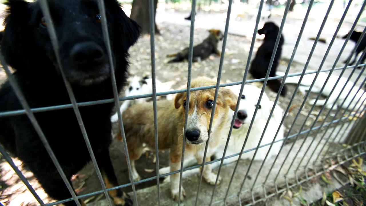 Primăria Capitalei înființează „Poliția Animalelor