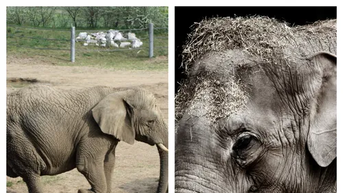 DUREROS. Elefanții din Thailanda, la un pas de moarte din cauza crizei actuale