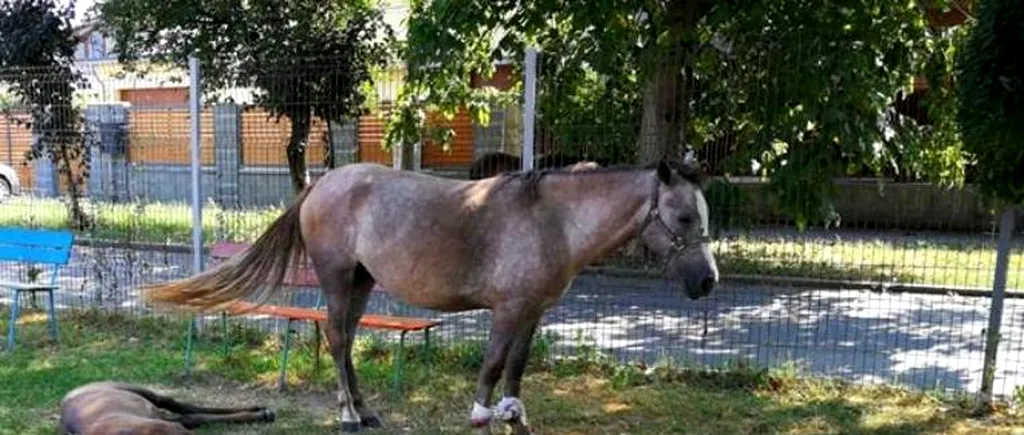 PERICOL într-un parc, după ce trei CAI au fost lăsați în libertate
