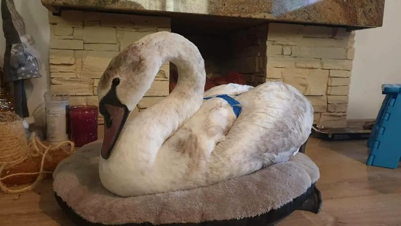 Operațiunea „Lebăda”! O pasăre superbă a fost salvată de cei de la ISU, după ce a fost prinsă în gheață! Imagini emoționante!