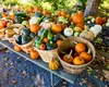Îngrășământul BIO de care ai nevoie pentru a cultiva dovlecei de grădină cât mai mari și mai delicioși