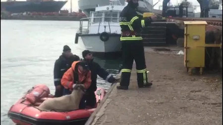 Operațiunea de scoatere a epavei pline cu oi din Portul Midia a eșuat: Cablurile de ridicare a navei au cedat