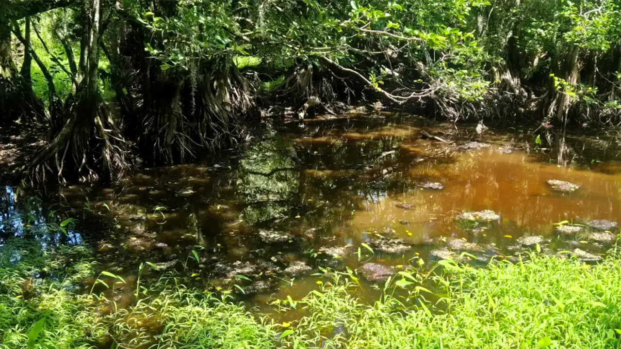 Iluzie optică virală | Identificați crocodilul ascuns în această fotografie!