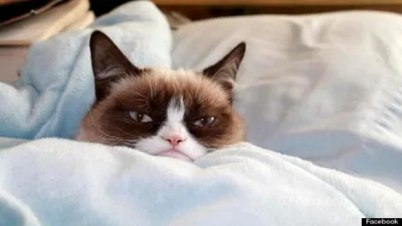 Cum arăta cea mai țâfnoasă pisică de pe Internet când era mică