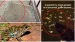 Invazie de broaște în centrul Bucureștiului. Sute de creaturi au năvălit într-o scară de bloc, în timpul furtunii de marți noapte