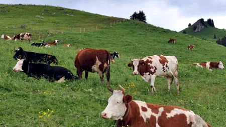 O fetiță a fost descoperită de autoritățile ruse într-o fermă de vaci. Nu vorbea și imita sunetele erbivorelor