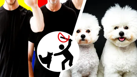 O grupare românească din Anglia ar schilodi cățeluși pentru banii de asigurare. Câștigă și 3.000 de lire pentru fiecare animal cu picioarele rupte