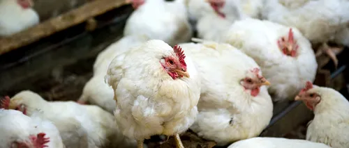 Primul caz de infectare a unui om cu tulpina H10N3 a gripei aviare, confirmat în China