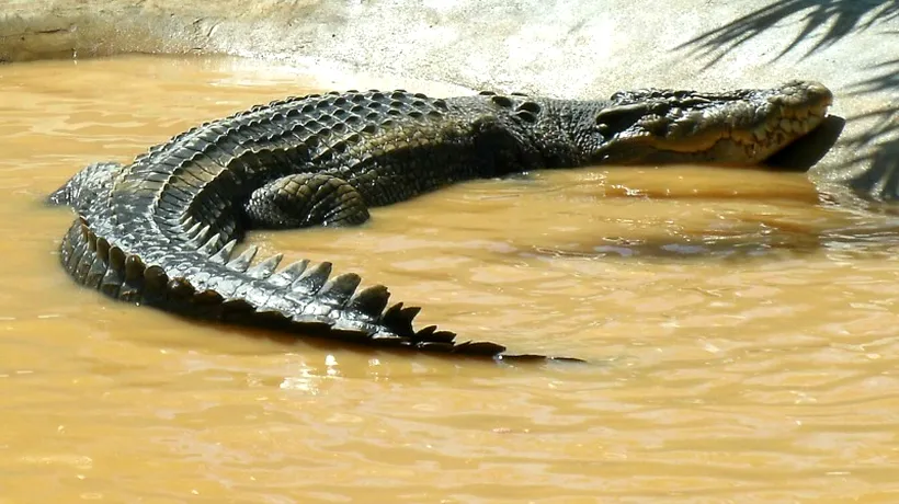 Ce au descoperit oamenii în stomacul unui aligator de 450 de kilograme