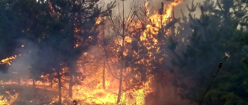 Incendiu de pădure în Munții Căpățânii. Pompierii militari intervin cu trei autospeciale (VIDEO)