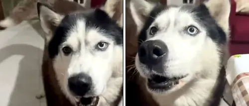 VIDEO | Aaron, un husky care „vorbește” cu oamenii! „Are accent italian, incredibil!”