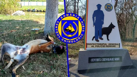 Un câine „concediat” din Poliție a fost adoptat în doar câteva ore. Ce l-a făcut să pice probele de la examen. Frații lui au ajuns câini de serviciu