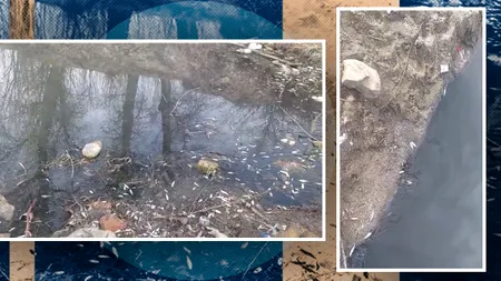 Jiul sufocat de gunoaie. Pești morți în urma deversărilor necontrolate