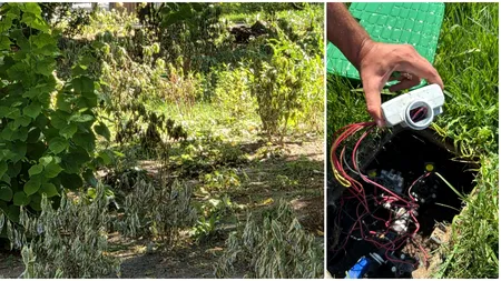 Plante uscate în zona Sălii Palatului, după ce au fost furate componentele sistemului de irigații. Ciprian Ciucu: „Atât s-a putut”